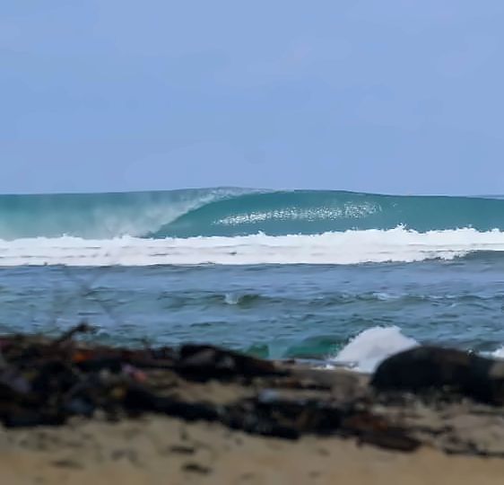 A clean, empty left-hand wave peeling along the reef at Tanjung Setia, seen from the sand with driftwood in the foreground